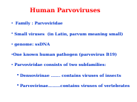 13. Human Parvoviruses.pdf